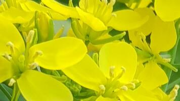 radunato fiori. giallo seguaci e impianti. radunato campo. nazione Visualizza. naturale sfondo di radunato fiore campo. foto