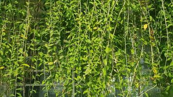 verde viti di nome lee kwan tasso o vernonia ellittica. bellissimo sospeso viti come tenda pianta rampicante pianta. natura sfondo, verde pianta struttura, tropicale le foglie. foto