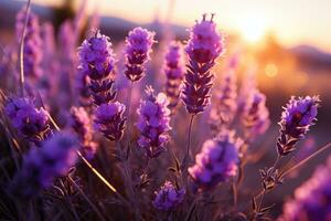 lavanda nel il campo natura paesaggio ai generato foto