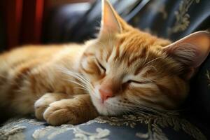 carino gatto bello Britannico corto capelli dire bugie su il divano professionale pubblicità fotografia ai generativo foto