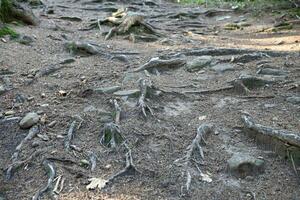 molti grande e visibile radici di vecchio albero nel montagna la zona foresta foto