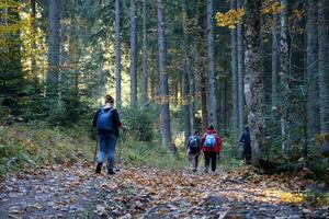 carpazi montagne, Ucraina - ottobre 8, 2022 montare hoverla. Carpazi nel Ucraina nel autunno foto