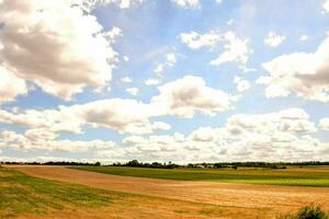 mucche nel un' campo con un' recinto e blu cielo foto