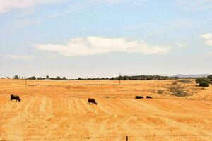 mucche nel un' campo con un' recinto e blu cielo foto