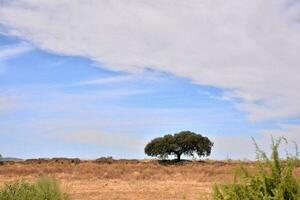 un' solitario albero nel un' asciutto campo con un' blu cielo foto