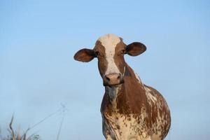 primo piano di una bellissima mucca olandese maculata marrone e bianca foto