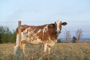 vista laterale della bellissima mucca olandese maculata marrone e bianca foto
