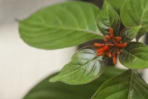 rosso arancia poco carino bastone asta forma aromatico fiore foglie lame modulo con verde le foglie foto