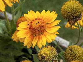 giallo e arancione gaillardia mesa coperta fiore foto