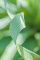 il bellissimo fogliame verde tropicale astratto si concentra solo foto