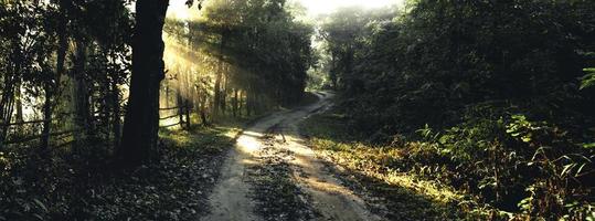 strada nebbiosa nel villaggio rurale al mattino, strada forestale foto