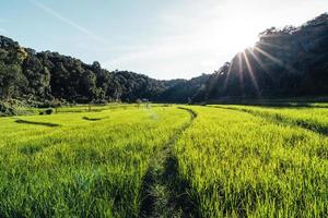 paesaggio risaia in asia, vista aerea foto