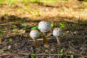 giovane ombrello a fungo nella foresta
