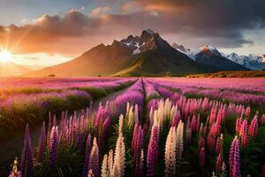 il sole è ambientazione al di sopra di un' campo di viola fiori. ai-generato foto