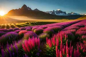 il sole sorge al di sopra di un' campo di viola fiori. ai-generato foto