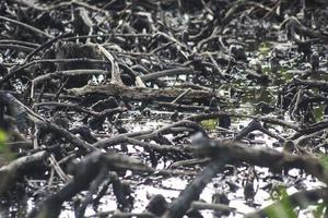 mangrovie che sono state tagliate e bruciate foto