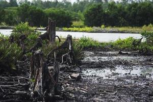 mangrovie che sono state tagliate e bruciate foto