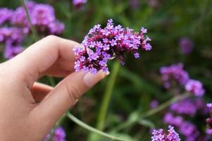 donna che raccoglie fiori viola su un prato foto