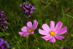 bella natura rosa fiore su sfondo sfocato. foto