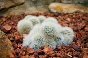 belle piante grasse e cactus in giardino. foto