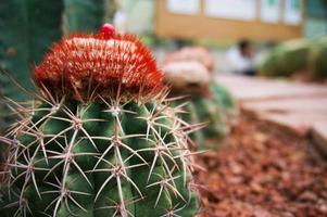 belle piante grasse e cactus in giardino. foto