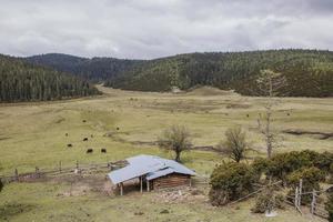 campo di erba di montagna nel parco nazionale di pudacuo shangri la, yunnan china foto