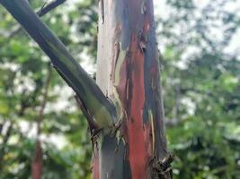 arcobaleno eucalipto albero con sfocatura sfondo foto