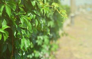 il struttura di un' lotto di fioritura verde viti a partire dal selvaggio edera quello copertina un' calcestruzzo parete foto