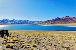 miscanti altiplanico laguna nel il atacama deserto - san pedro de atacama. foto