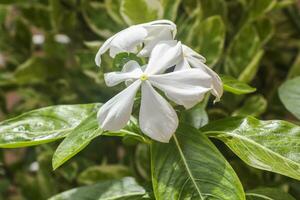 bianca fiori di stella gelsomino o falso gelsomino arrampicata vite o trachelospermum jasminoides , confederato gelsomino, meridionale gelsomino. foto