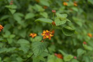 lantana camara o ovest indiano lantana o Comune lantana fiore verbena famiglia Verbenaceae avvicinamento foto