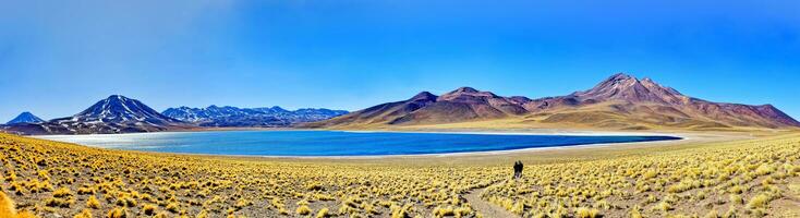 miscanti altiplanico laguna nel il atacama deserto - san pedro de atacama. foto