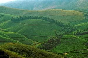 giardino del tè di montagna