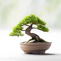 Bonsai nel pentola isolato su bianca ai generativo foto