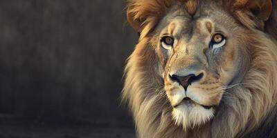 vicino su di un africano Leone. generativo ai foto