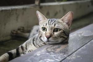 gatto americano a pelo corto foto