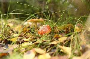 fungo autunnale agarico amanita muscaria medicina alternativa foto