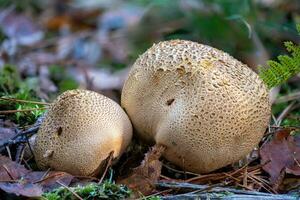 vecchio adulto Comune palla di terra funghi su il foresta pavimento foto