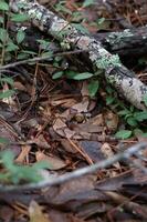 un' Marrone serpente bugie parzialmente nascosto di bastoni e le foglie. foto