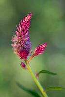 celosia argentea pianta su un' estate giorno nel il giardino. foto