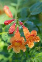 verticale, avvicinamento Immagine di estate fiori rinfrescato di acqua goccioline. foto