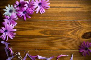 bellissimo bianca e viola osteospermum fiori su un' di legno foto