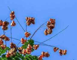 lanterna albero o d'oro pioggia albero. botanico nome koelreuteria paniculata. Comune deciduo strada albero. foto