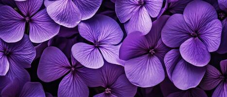 avvicinamento di baciato dalla rugiada viola fiori. ai generativo foto