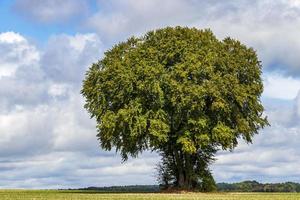 Enorme vecchio albero in un campo in Tecklenburger Land, Germania. foto