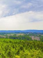Foresta morti abeti a Brocken picco di montagna Harz Germania foto