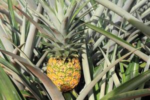 campo di ananas a honolulu hawaii foto