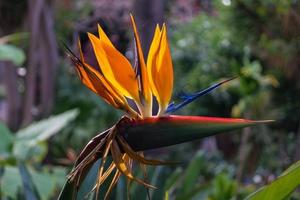 strelitzia il fiore uccello del paradiso foto