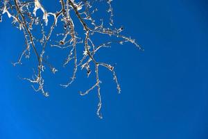 albero innevato su cielo blu con spazio di copia foto