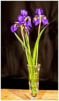 iris viola in un vaso